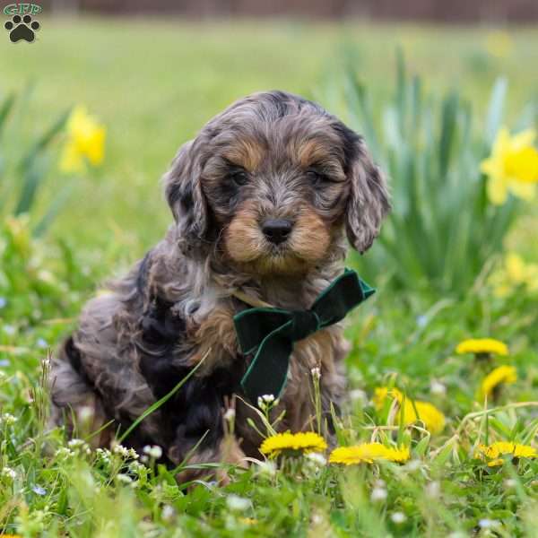 Gabriel, Cavapoo Puppy